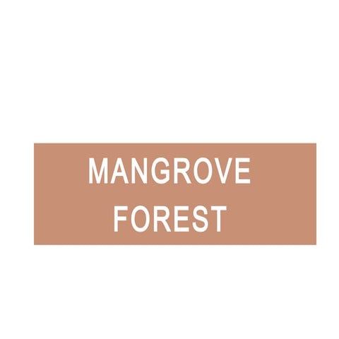 Mangrove forest