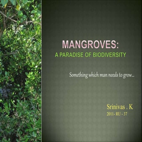 Mangroves - A paradise of biodiversity