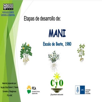Etapas de desarrollo de Mani, según Boote (1980)