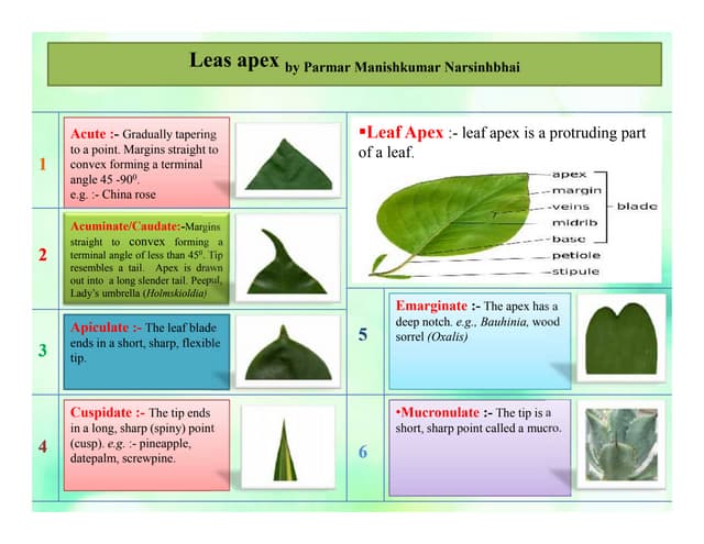 Leaf Apex Type PPT leaf-apex-type-ppt