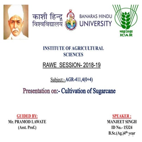 Cultivation of sugarcane.........