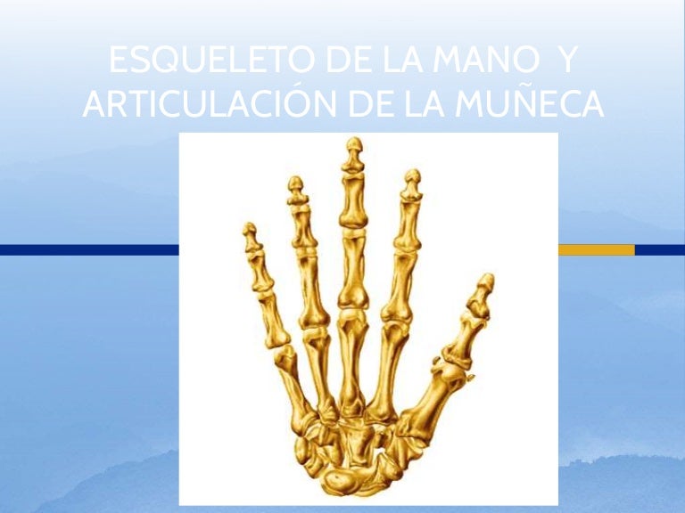 anatomia de la mano