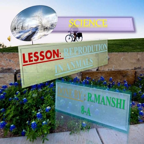  Reproduction in animals