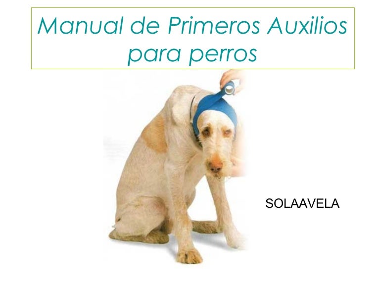 perro con micción frecuente y manteniendo su cola extraña perro con micción frecuente y manteniendo su cola extraña