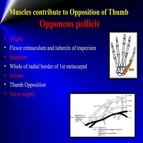 Manualmusletesting 361 390