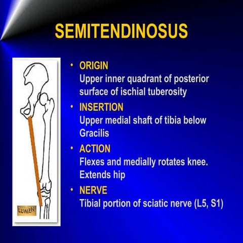 Manualmusletesting 421 450