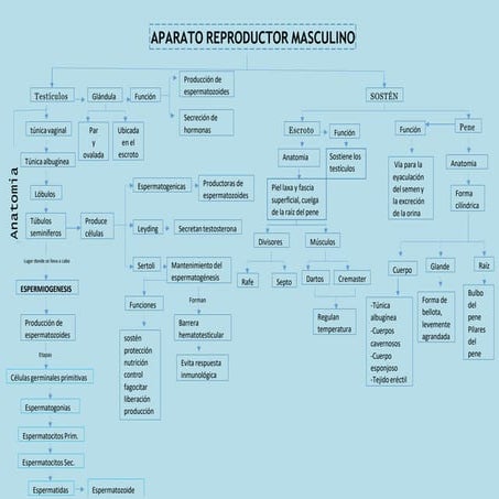 Mapa-conceptual-aparato-reproductor-masculino-3.pptx