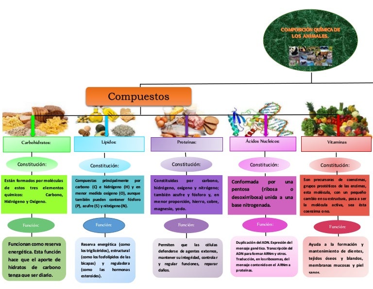 Mapa conceptualbiologia