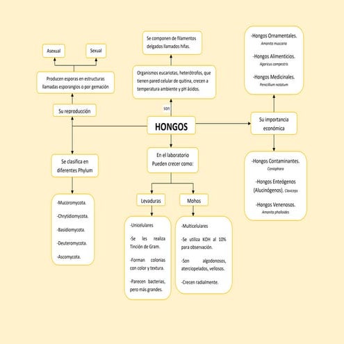 Mapa-conceptual-de-los-Hongos-2.docx