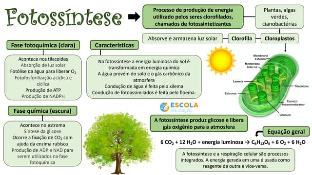 Mapa-mental-Fotossintese.pdf