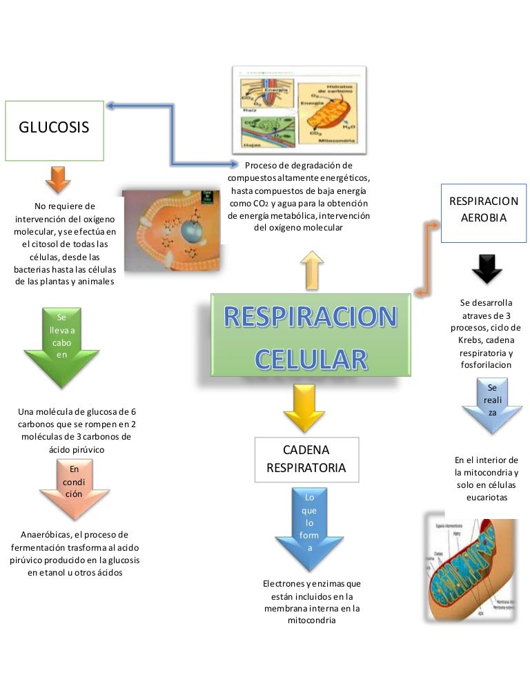 RESPIRACIÓN CELULAR
