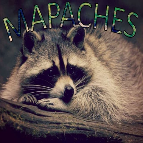 Mapaches | PPTX