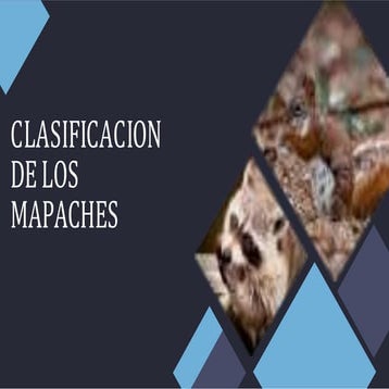 Mapaches.pptx