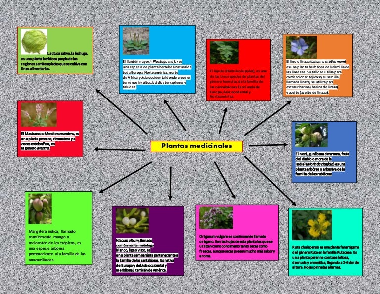 Mapa conceptual
