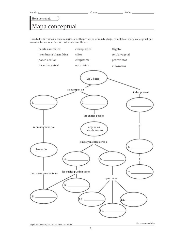 Mapa conceptual características básicas de las células