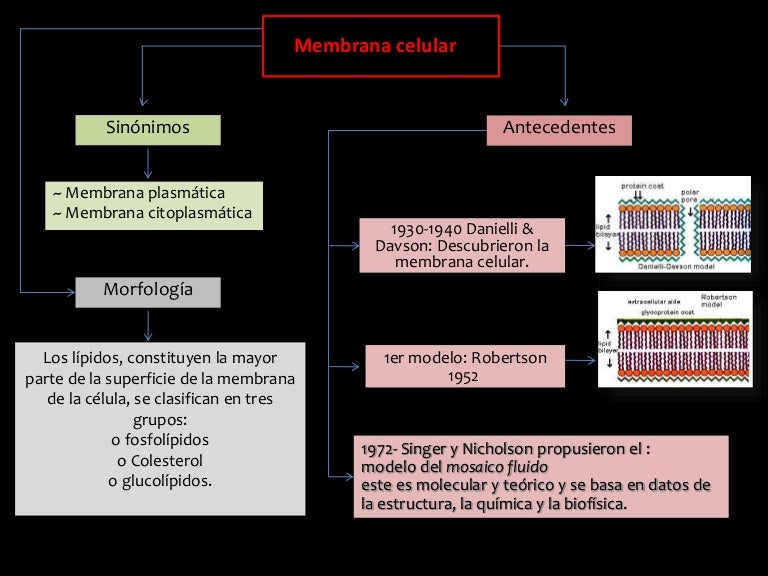 Mapa conceptual membrana celular