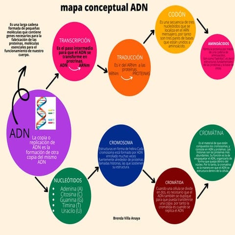 MAPA CONCEPTUAL ADN BRENDA.pdf