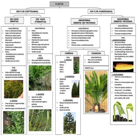 Mapa conceptual plantas
