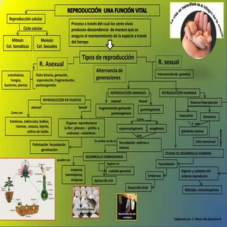 Mapa conceptual reporduccion