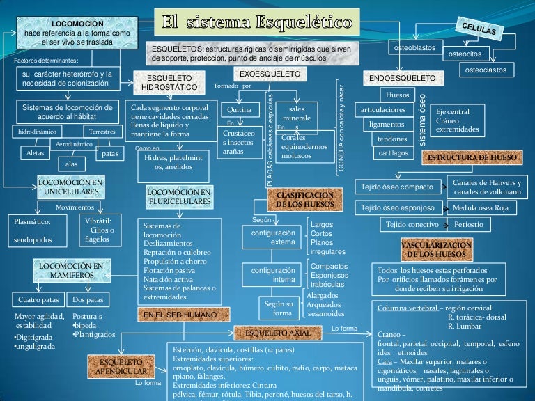 Mapa conceptual sistema oseo