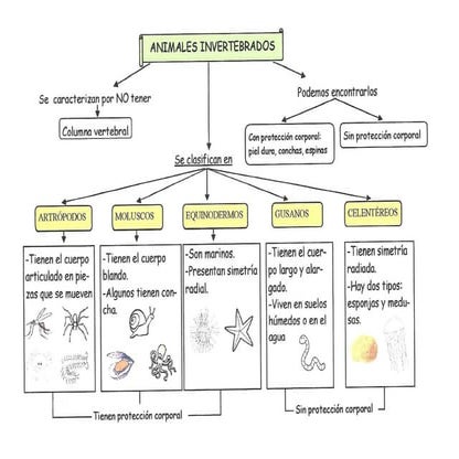 Mapa conceptual vertebrados e invertebrados