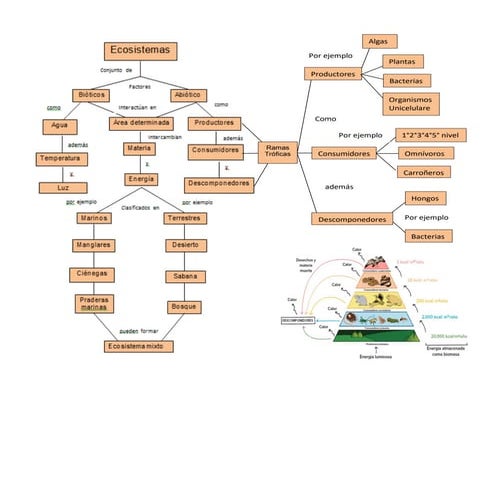 Mapa conceptual de ecosistemas (equipo) | PDF