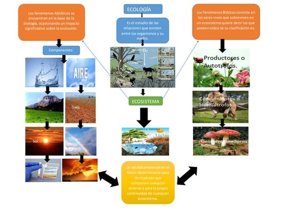 Hoja De Trabajo Con Mapa Conceptual De Ecosistemas Los Ecosistemas
