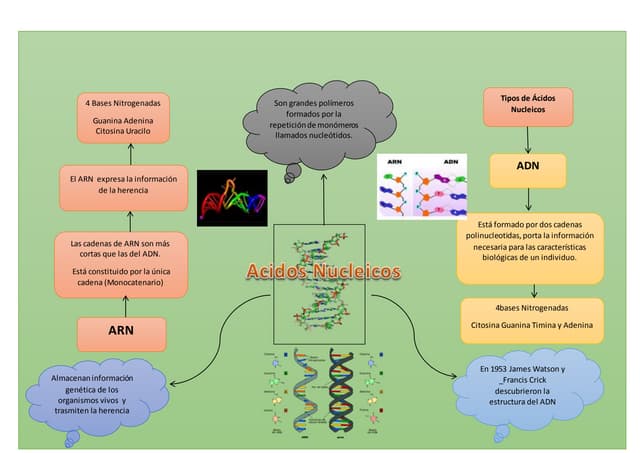Mapa mental acidos nucleicos | PPT