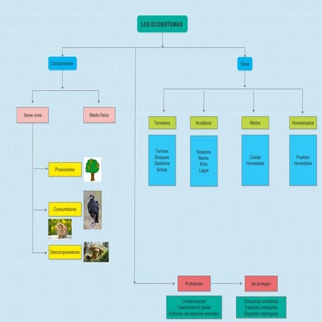 Hoja De Trabajo Con Mapa Conceptual De Ecosistemas Los Ecosistemas