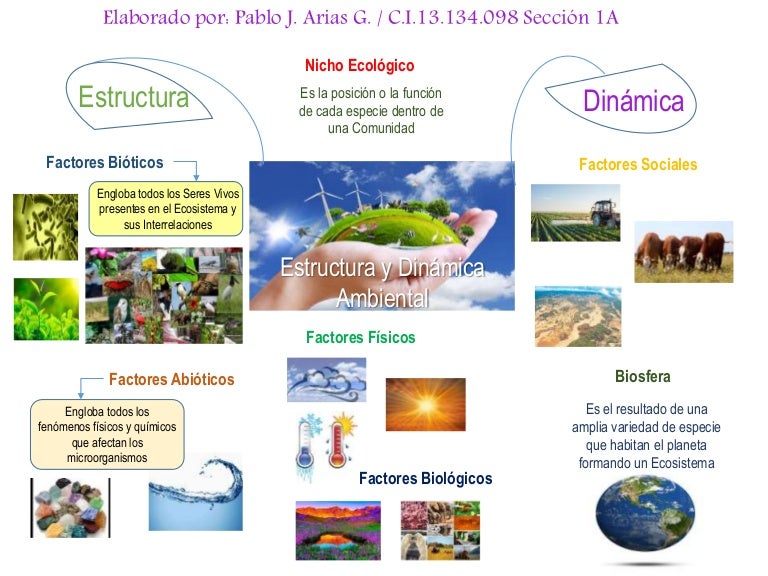 Mapa mental estructura y dinamica ambiental