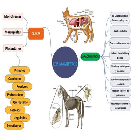 Mapa mental mamiferos