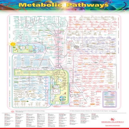 Mapa metabólico | PDF