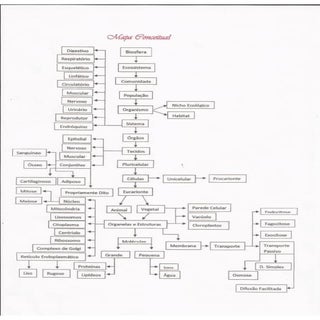 Mapa Conceitual de Ecologia e Organ...