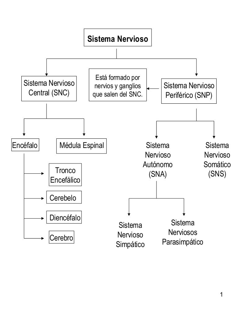 Mapas conceptuales