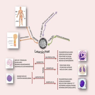 Mapas mentais leucócitos