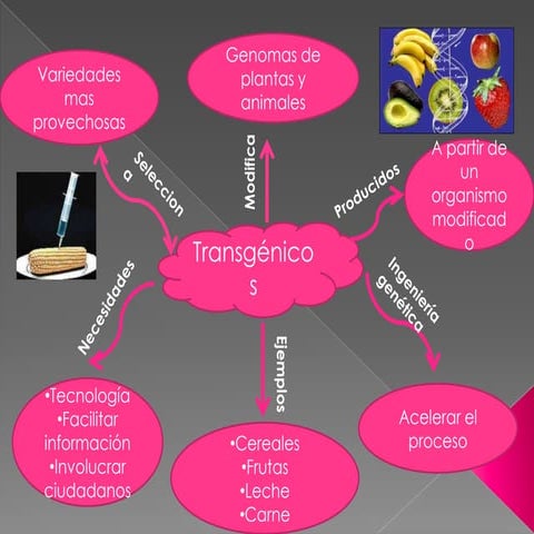Mapas transgenicos[1]