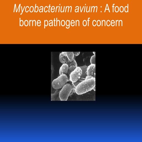 Mycobacterium paratuberculosis avium
