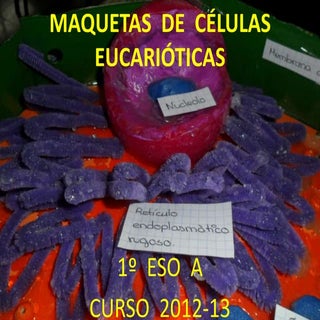 Maquetas  de  células eucarióticas