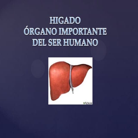 Higado 