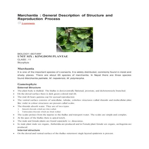 Marchantia important points