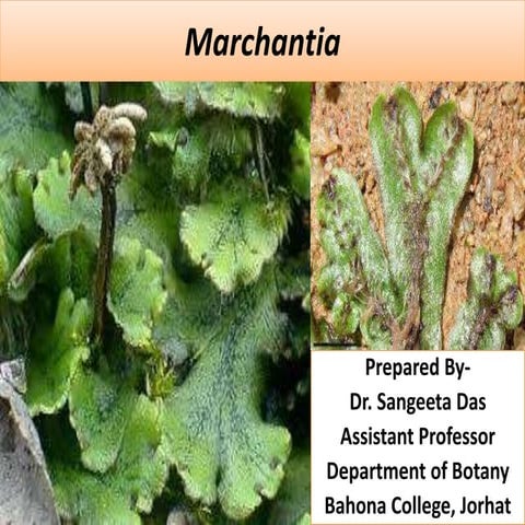 Marchantia