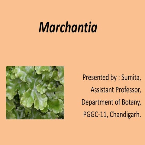 Marchantia ppt