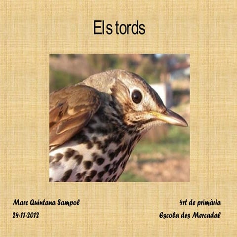 Marc quintanasampolelstords