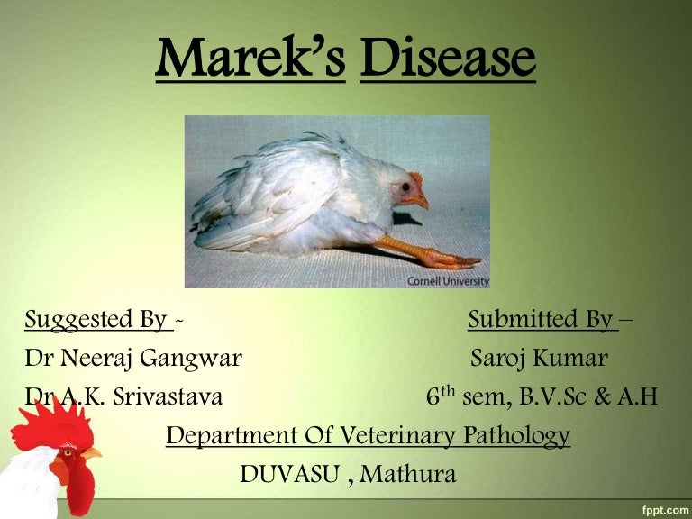 Marek’s disease Marek’s disease