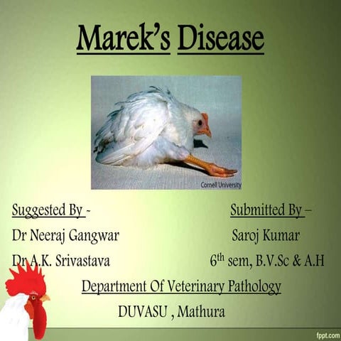 Marek’s disease