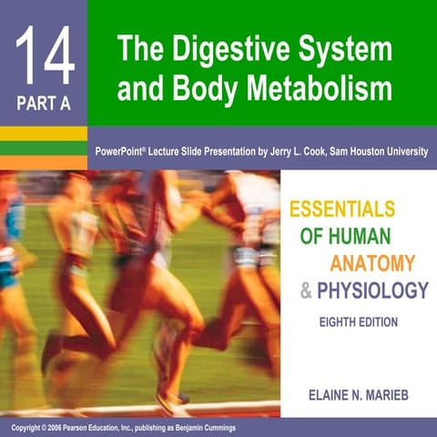 The Digestive System Pt. 1 | PPT