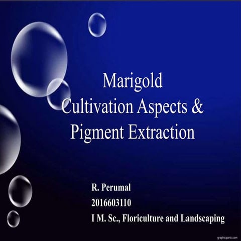 Marigold – cultivation aspects and pigment extraction