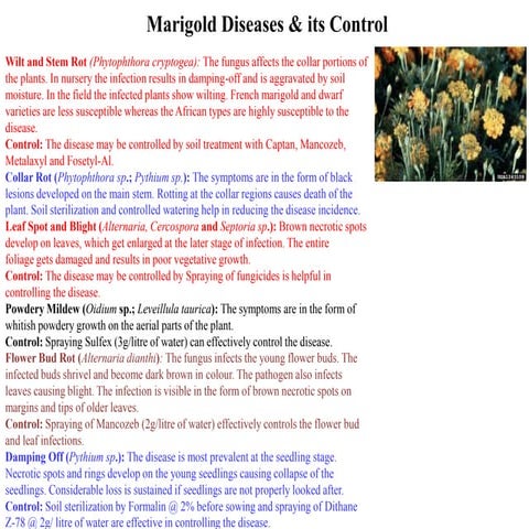Marigold diseases.pptx