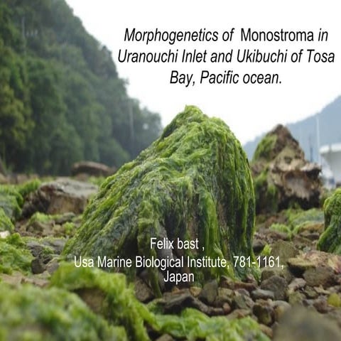 Culture of Monostroma | PPT
