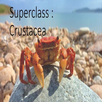 Marine artopoda 2  -